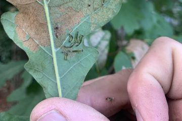 Long-Term Ecosystem Monitoring